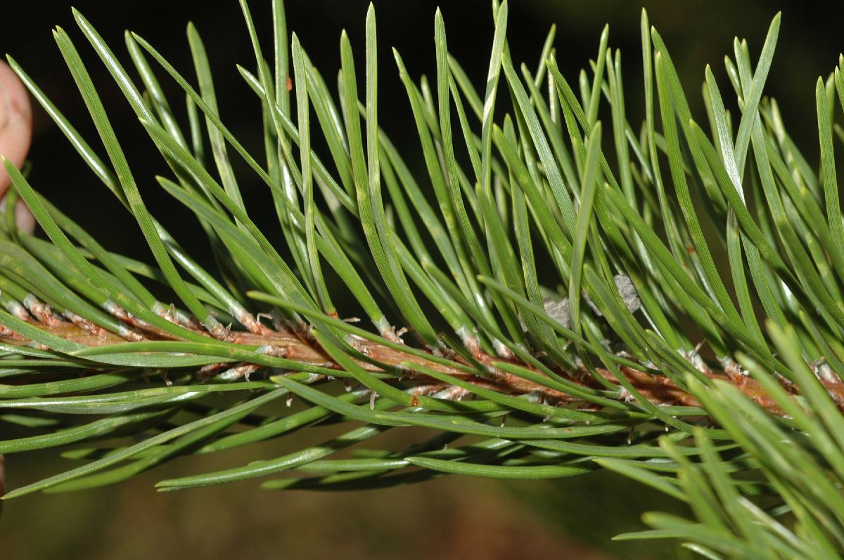 Pinaceae Pinus banksiana