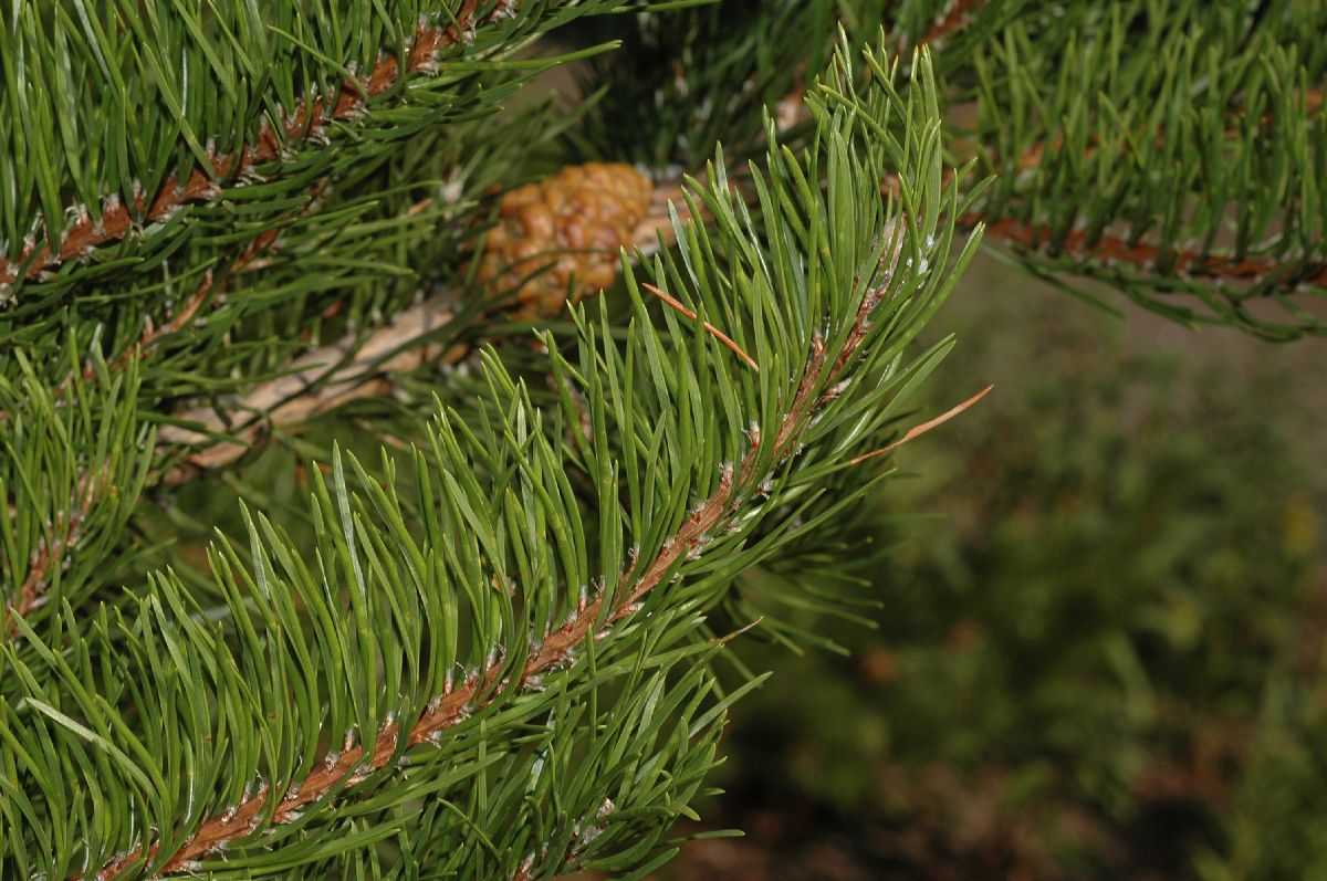 Pinaceae Pinus banksiana