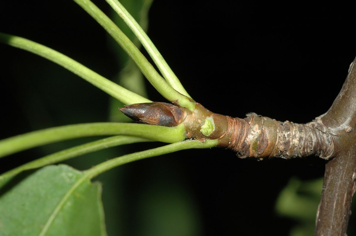 Rosaceae Pyrus ussuriensis