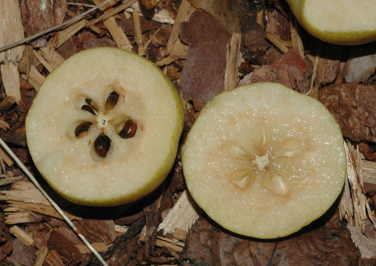 Rosaceae Pyrus ussuriensis