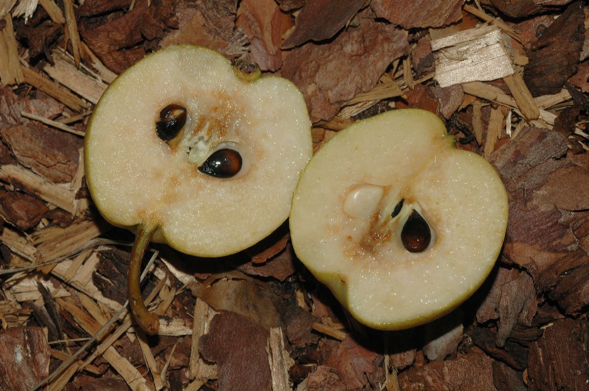 Rosaceae Pyrus ussuriensis