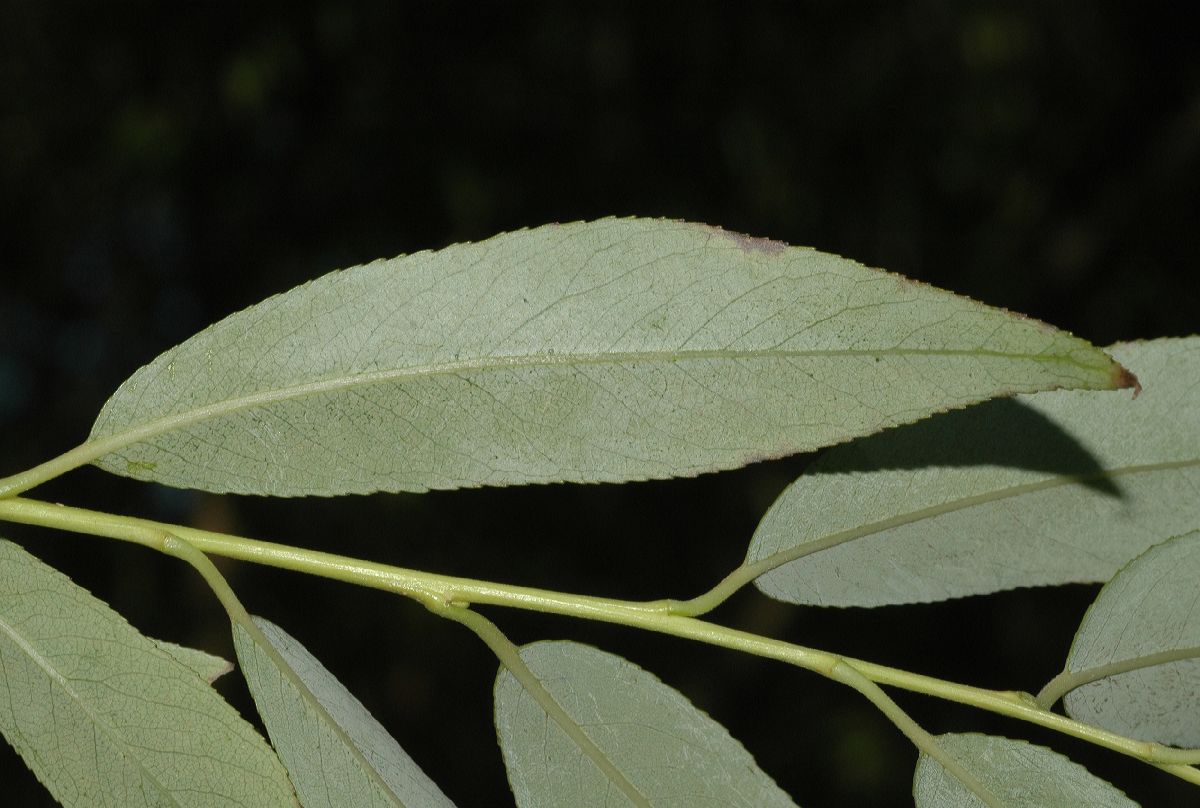 Salicaceae Salix koreensis