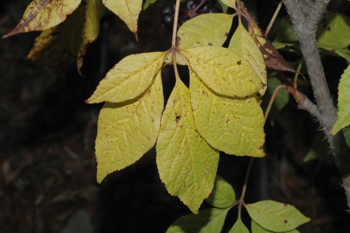 Araliaceae Eleutherococcus senticosus