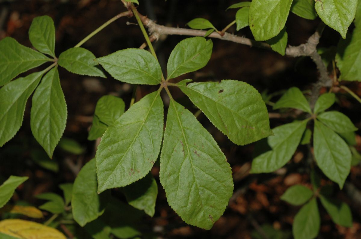 Araliaceae Eleutherococcus senticosus