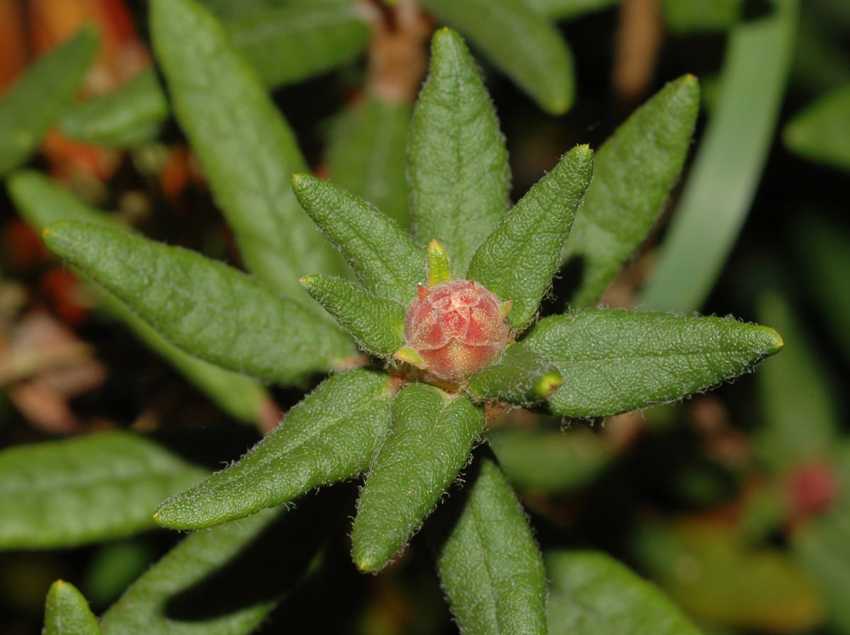 Ericaceae Ledum groenlandicum