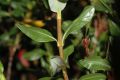 image of Kalmia polifolia