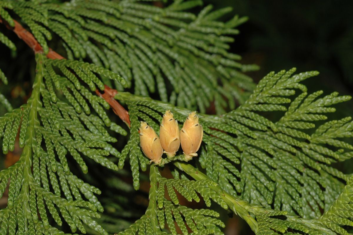 Cupressaceae Thuja plicata