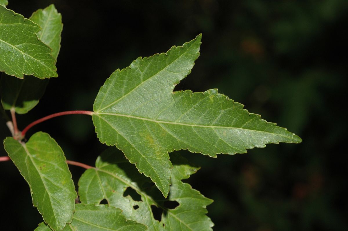 Aceraceae Acer tataricum