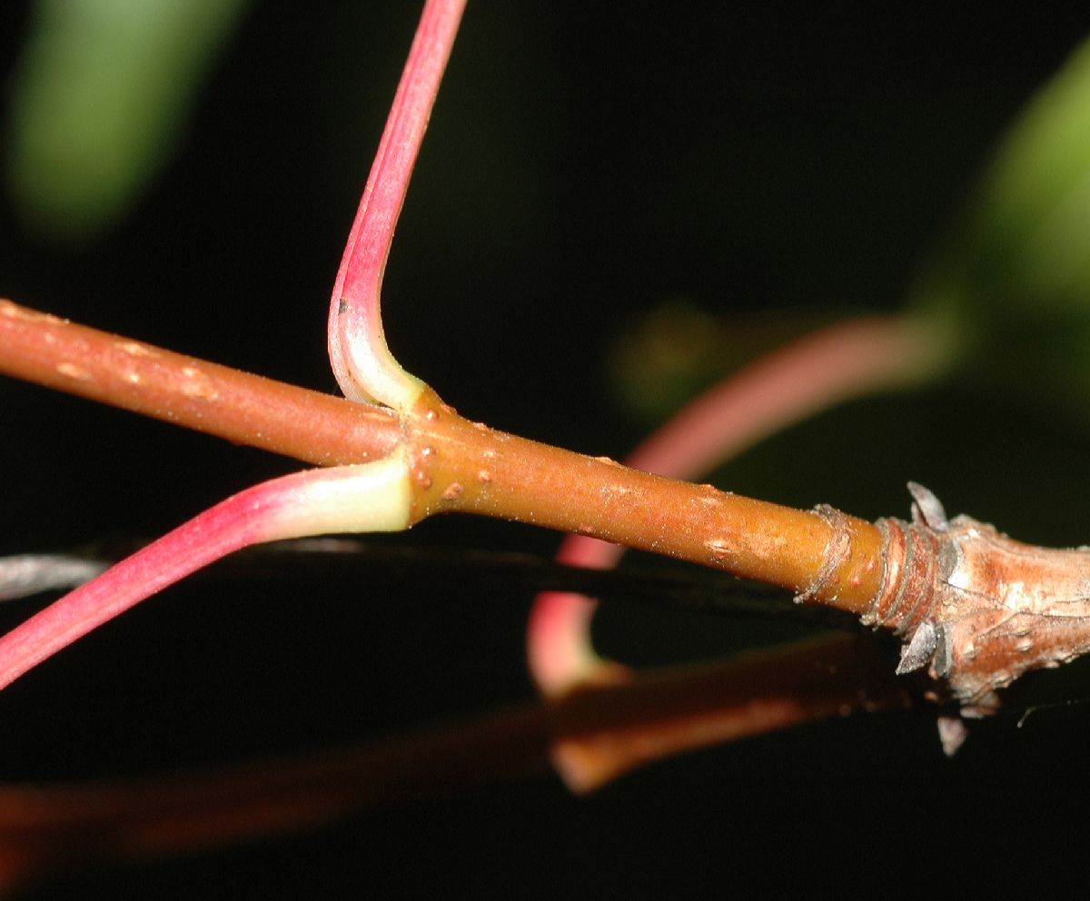 Aceraceae Acer tataricum