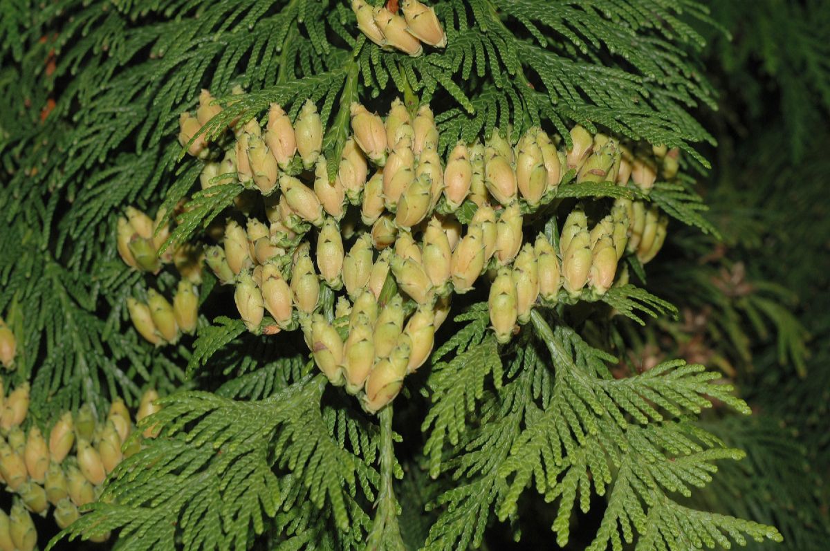 Cupressaceae Thuja plicata