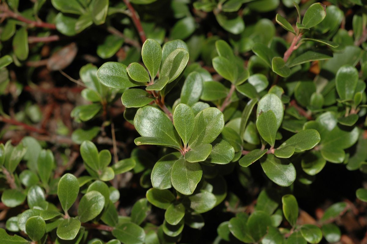 Ericaceae Arctostaphylos uva-ursi