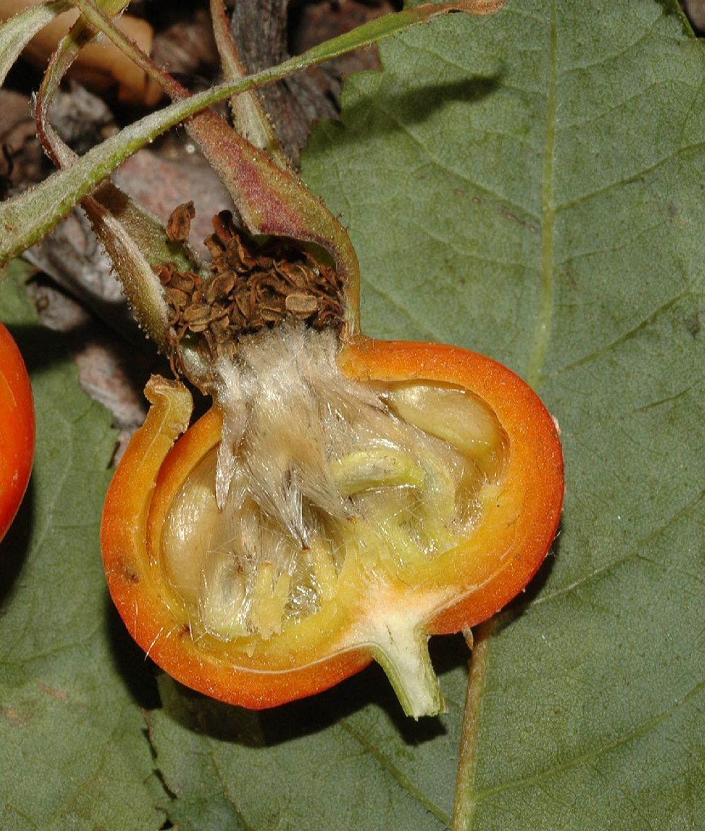 Rosaceae Rosa nutkana