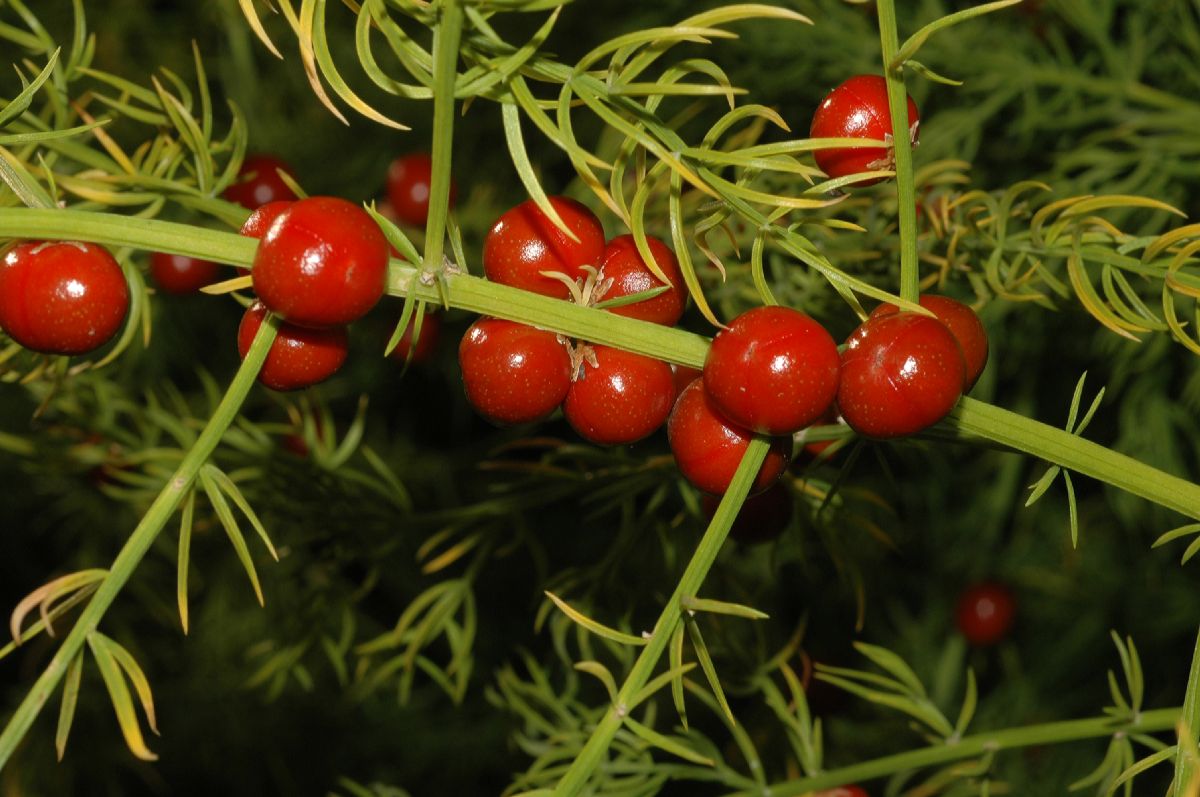 Asparagaceae Asparagus schoberioides