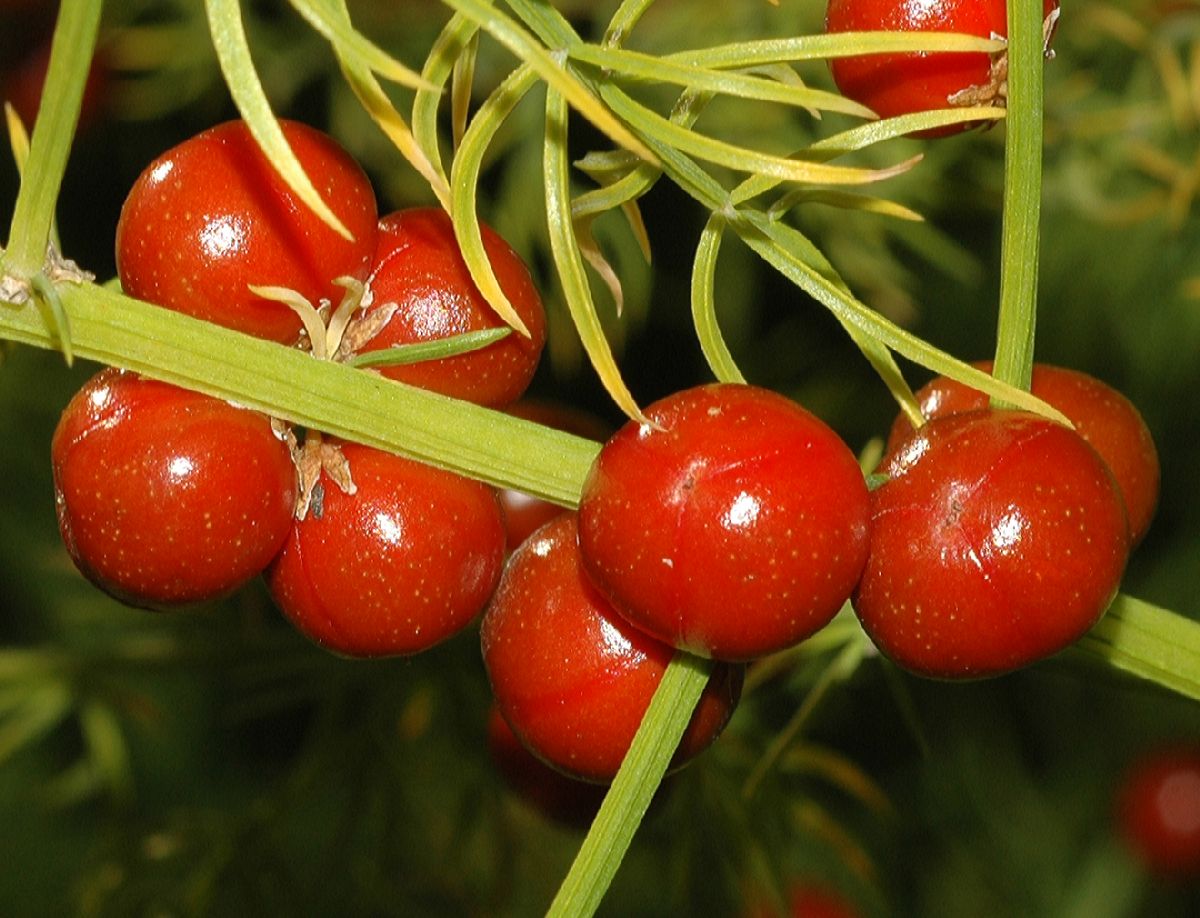 Asparagaceae Asparagus schoberioides