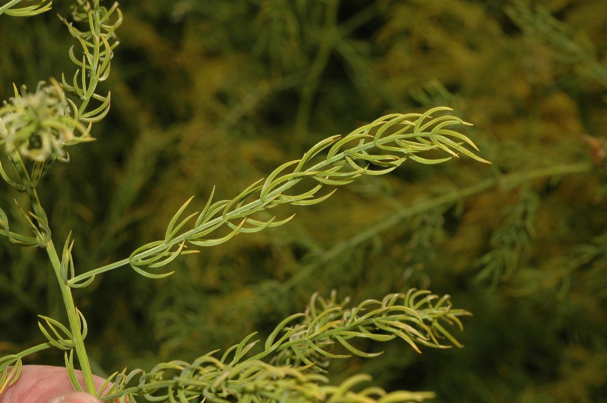 Asparagaceae Asparagus schoberioides