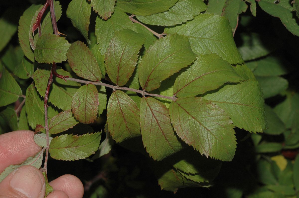 Rosaceae Rosa amblyotis