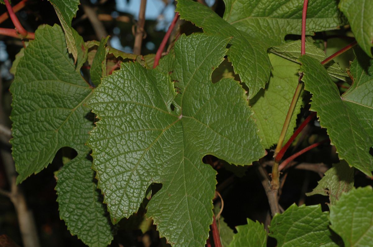 Vitaceae Vitis amurensis