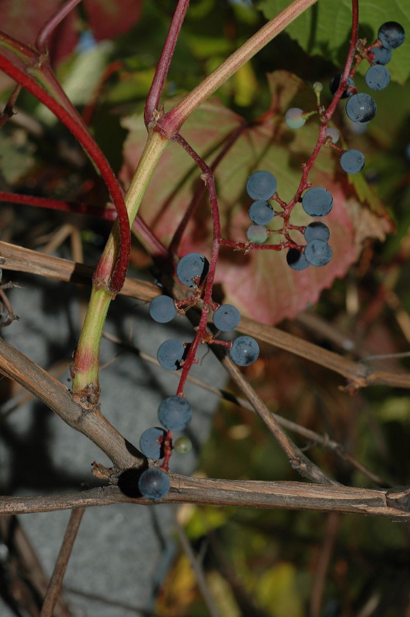 Vitaceae Vitis amurensis