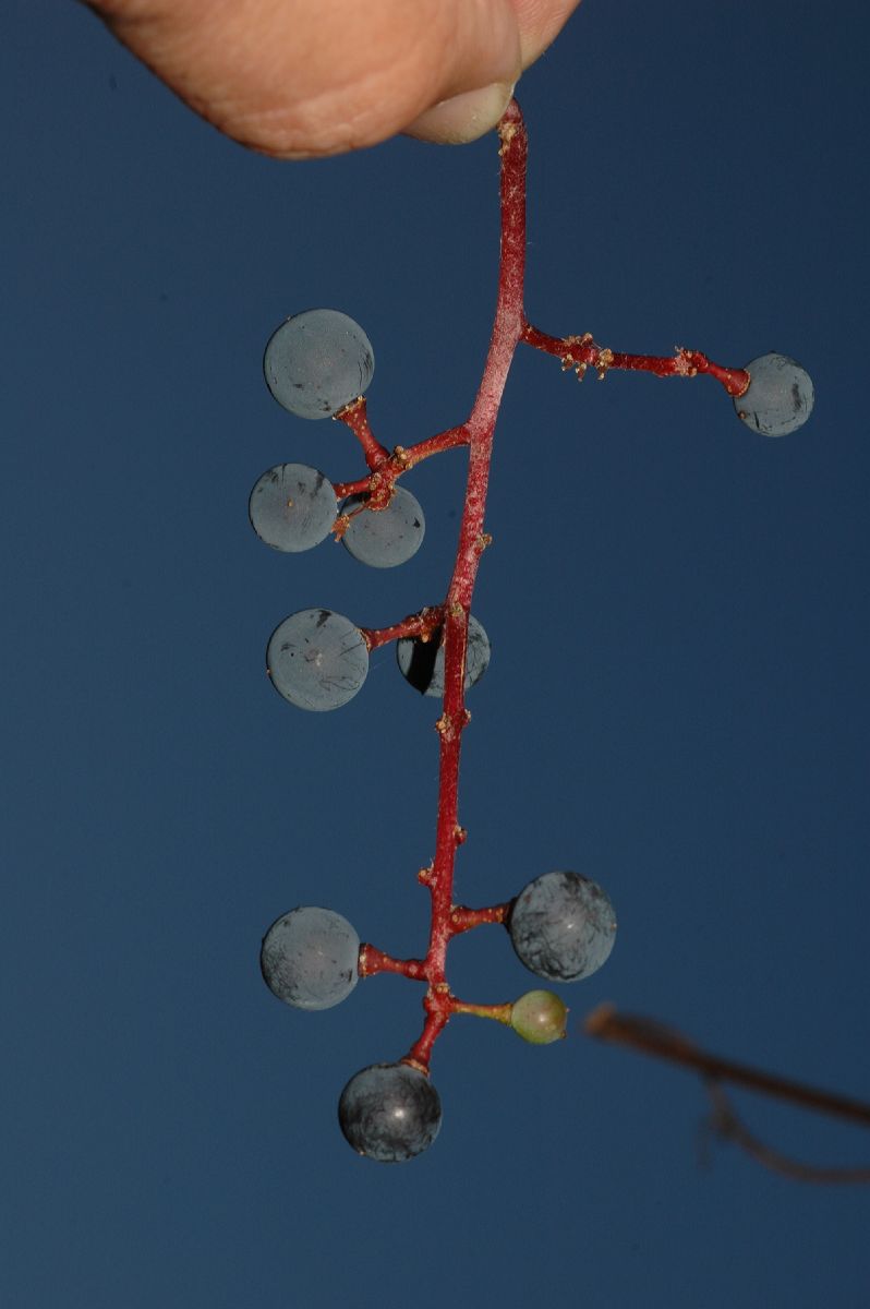 Vitaceae Vitis amurensis