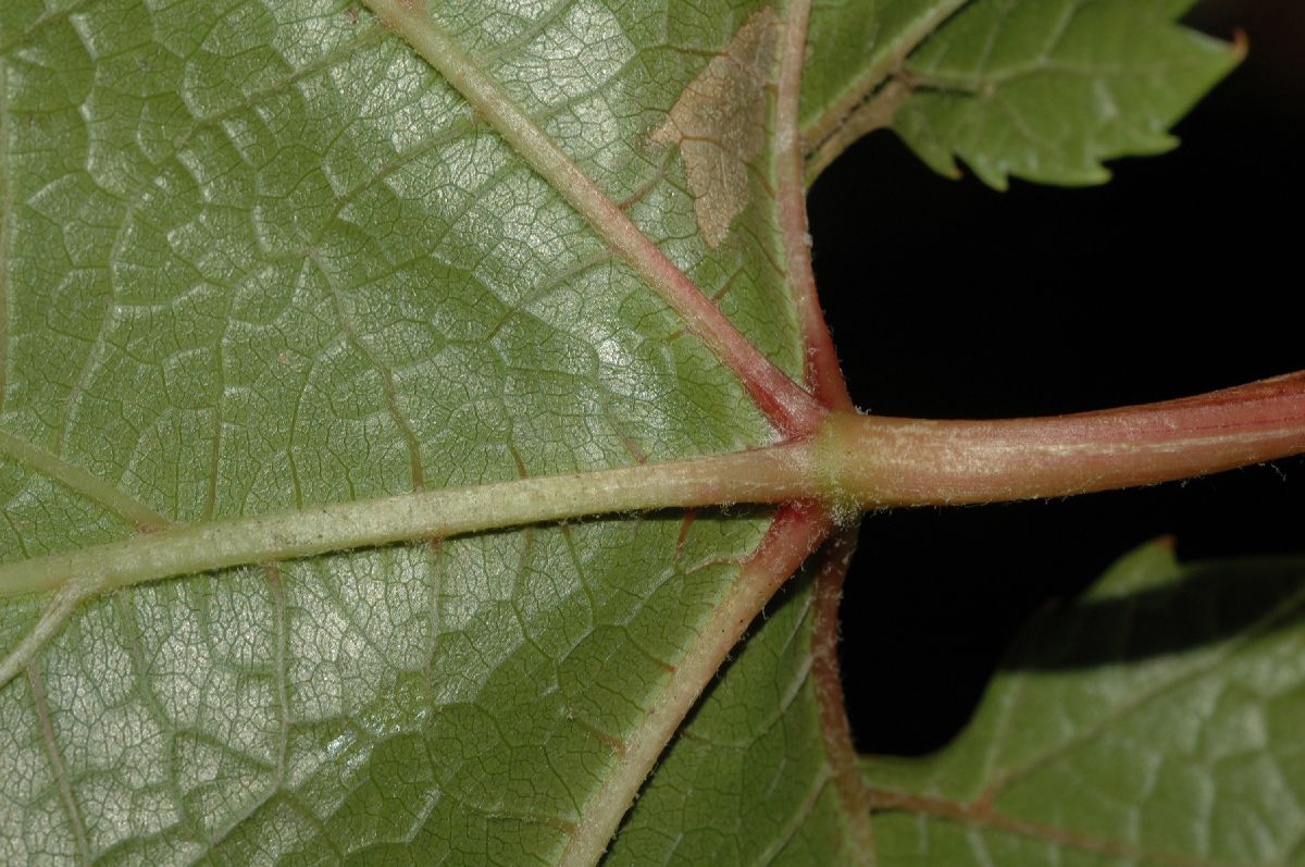 Vitaceae Vitis amurensis