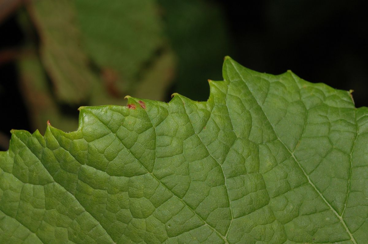 Vitaceae Vitis amurensis