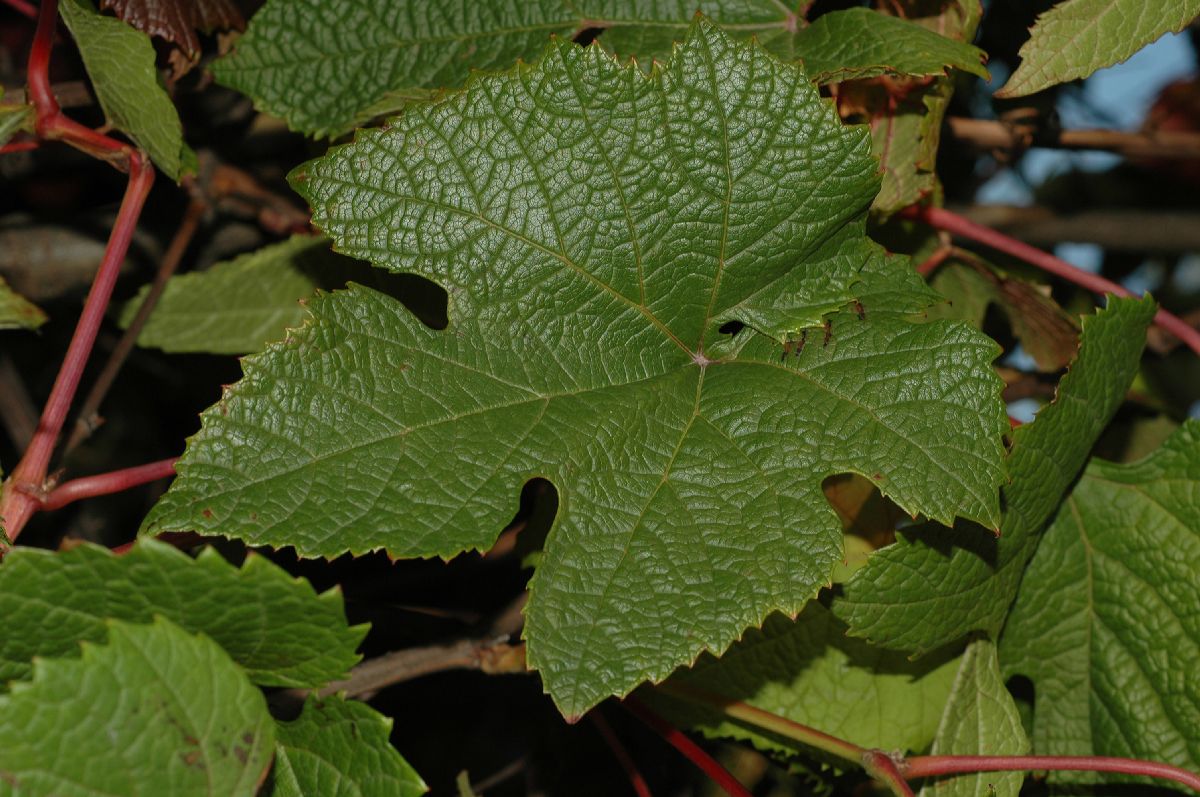 Vitaceae Vitis amurensis