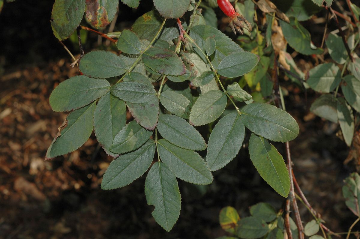 Rosaceae Rosa acicularis