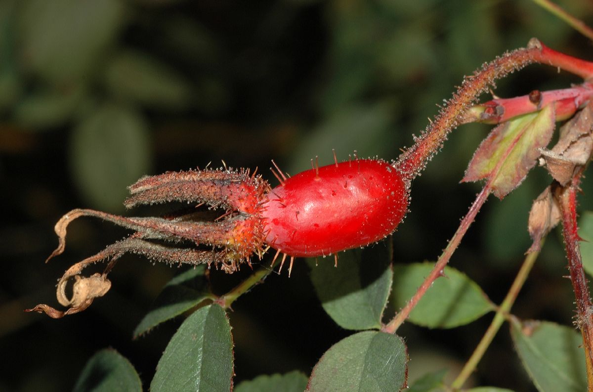 Rosaceae Rosa acicularis