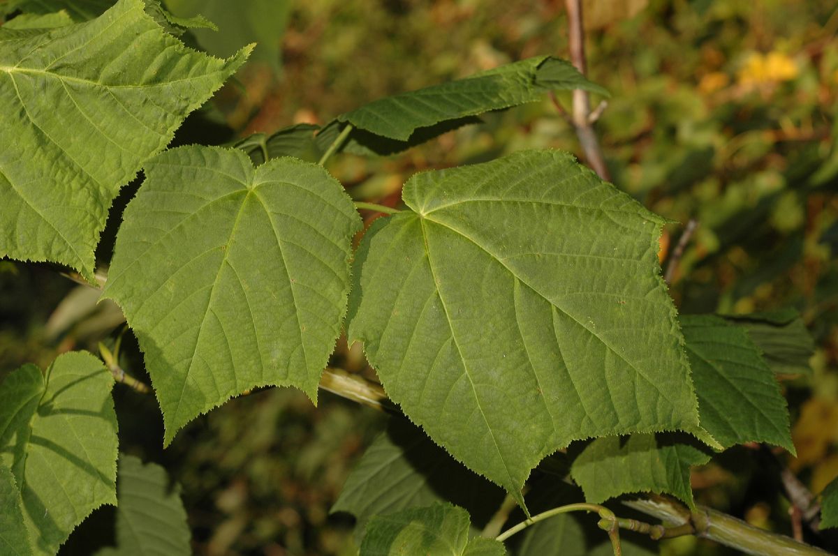 Aceraceae Acer tegmentosum