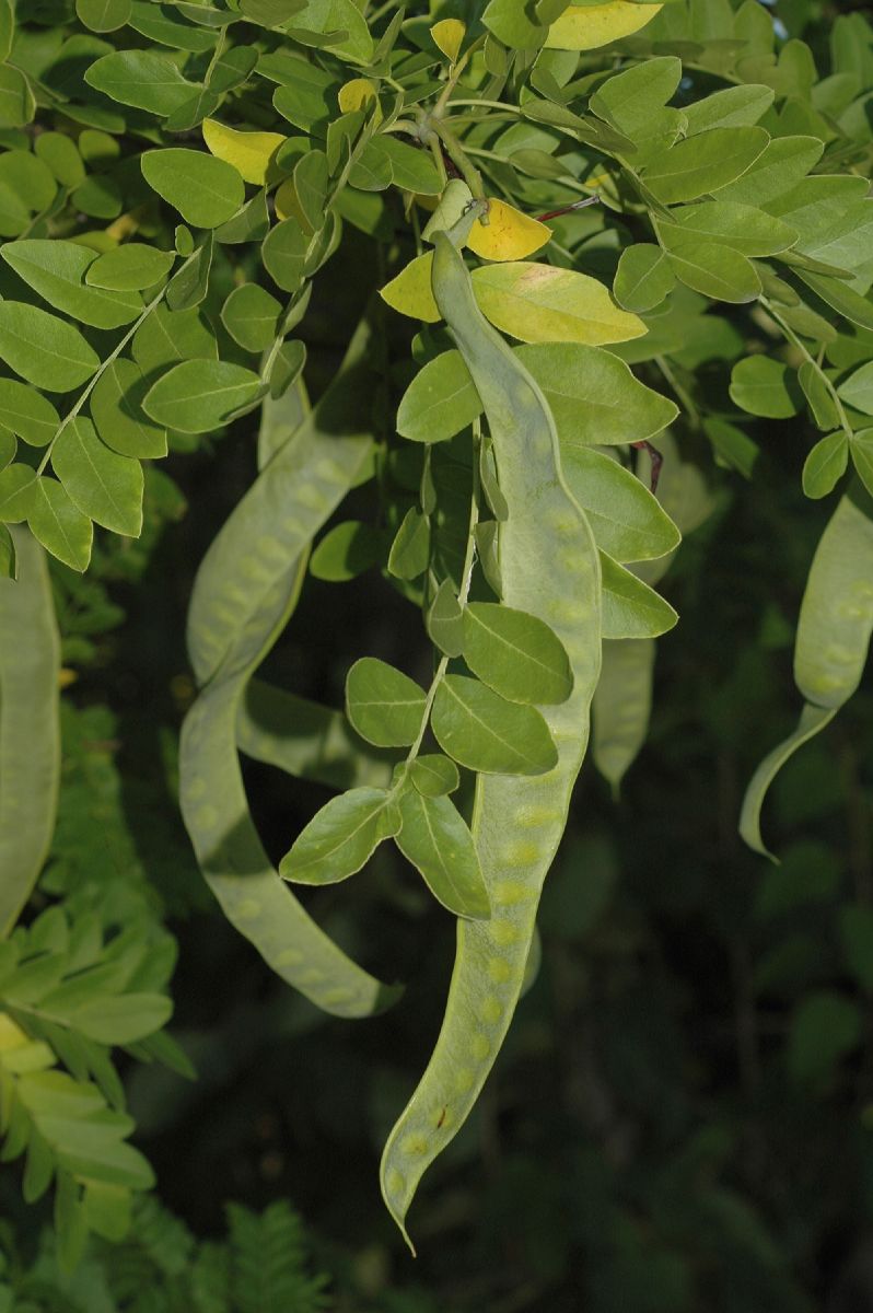 Fabaceae Gleditsia japonica