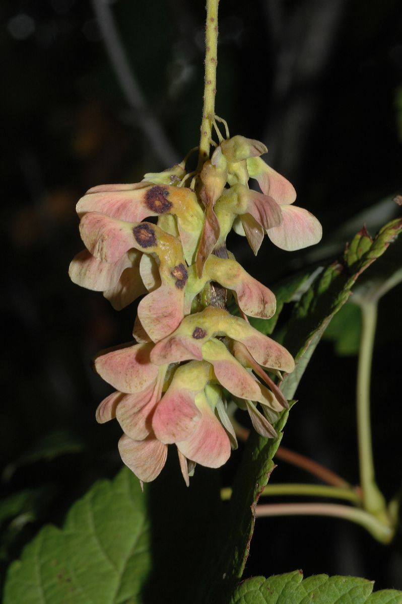 Aceraceae Acer ukurunduense