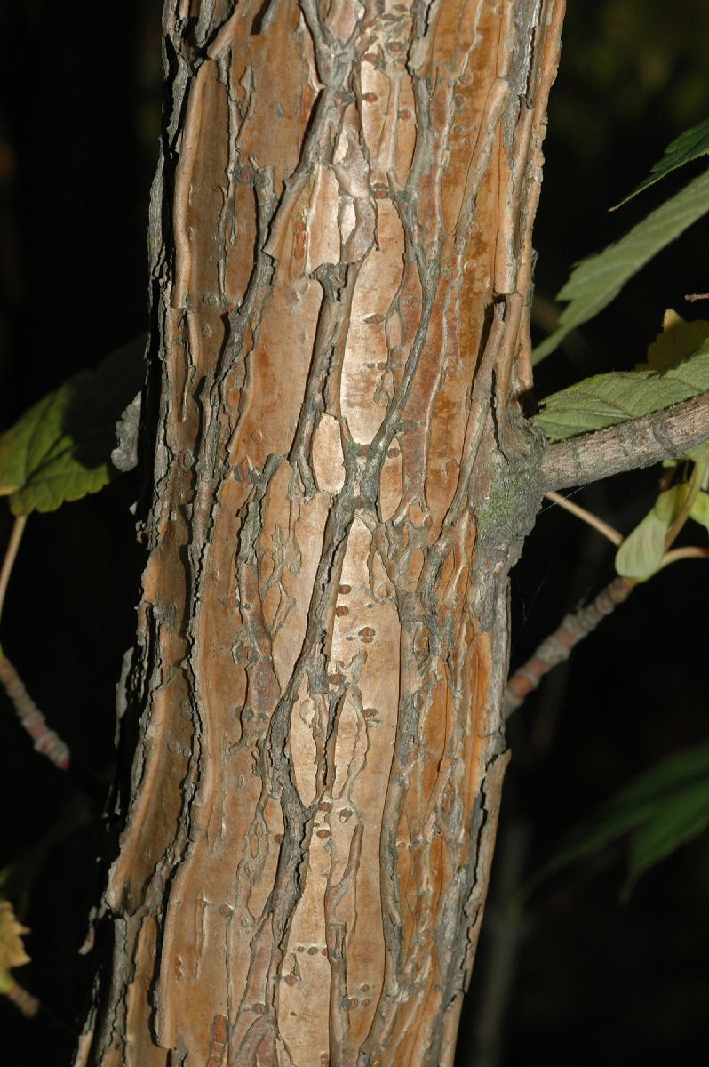 Aceraceae Acer ukurunduense