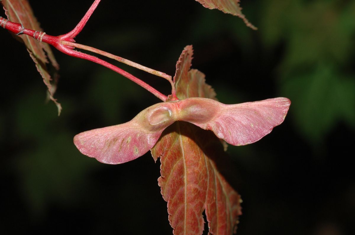 Aceraceae Acer tschonoskii