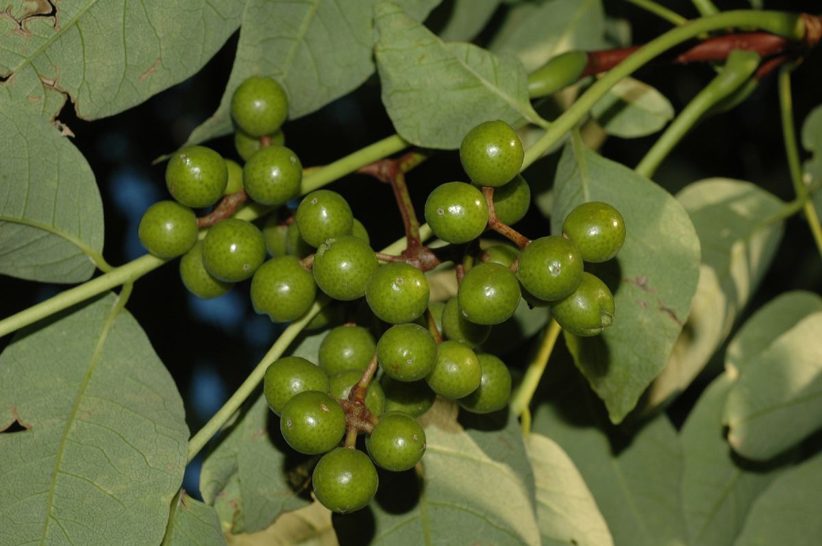 Rutaceae Phellodendron amurense