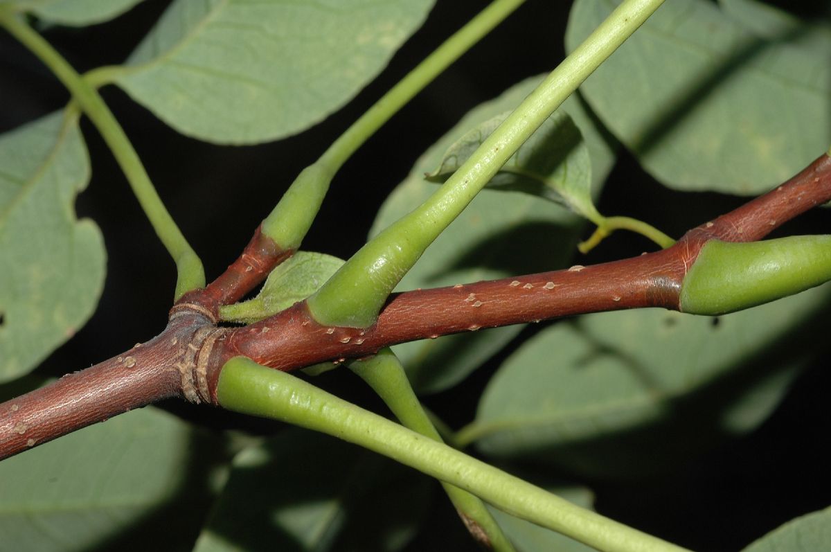 Rutaceae Phellodendron amurense