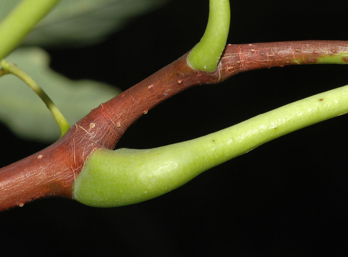 Rutaceae Phellodendron amurense