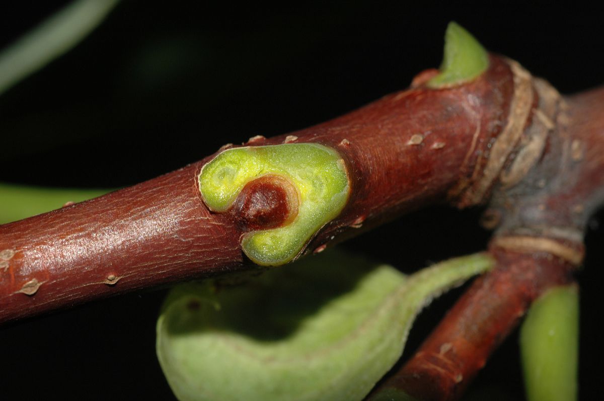 Rutaceae Phellodendron amurense