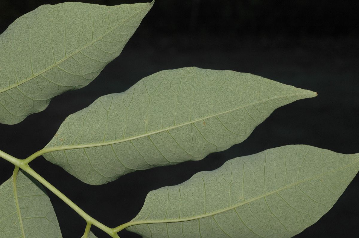 Rutaceae Phellodendron amurense