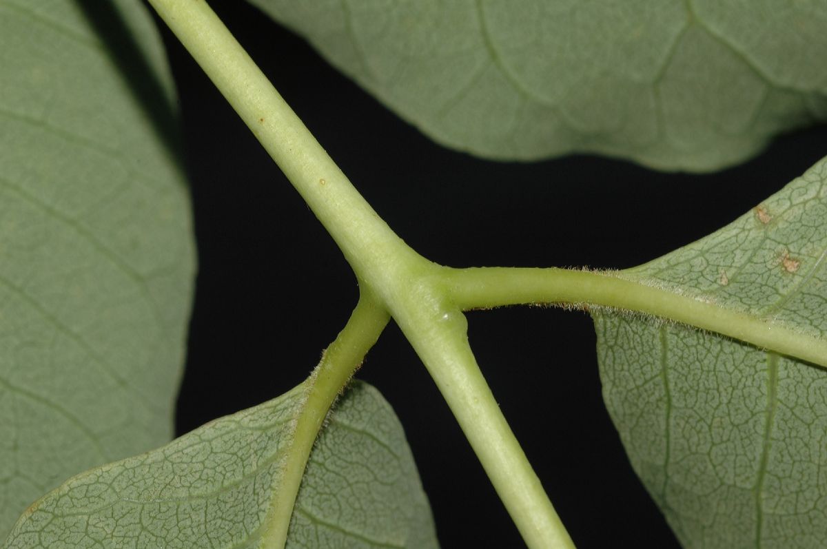 Rutaceae Phellodendron amurense