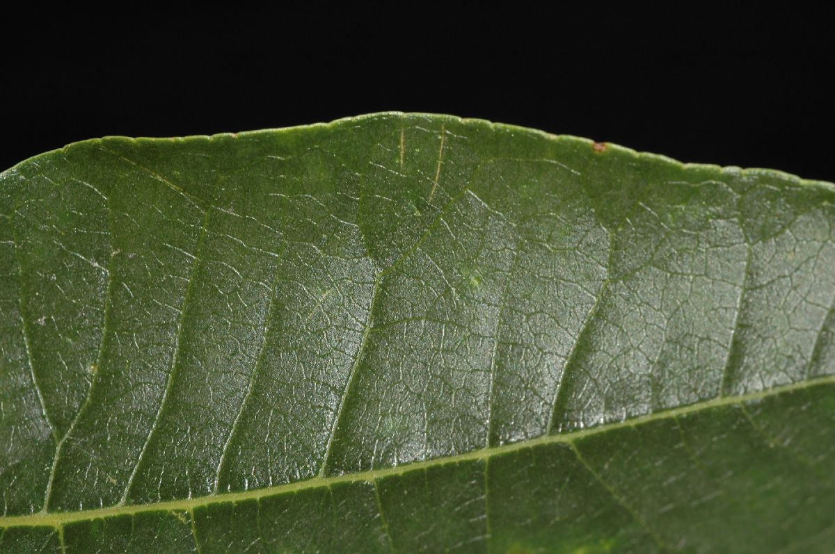 Rutaceae Phellodendron amurense