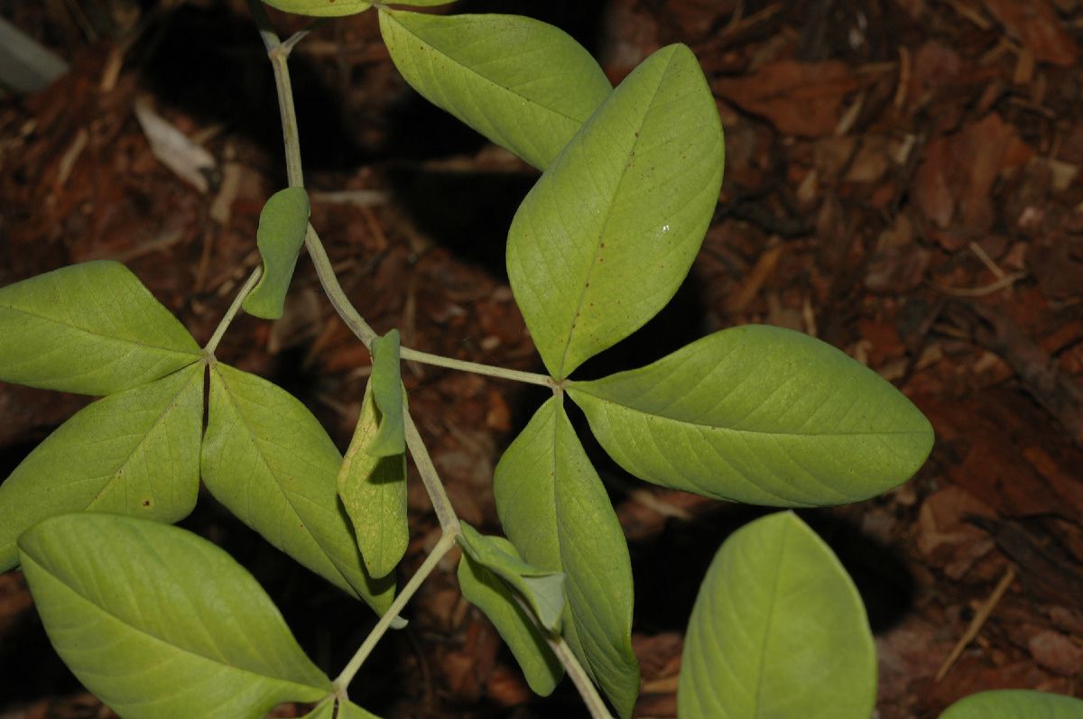 Fabaceae Thermopsis lupinoides