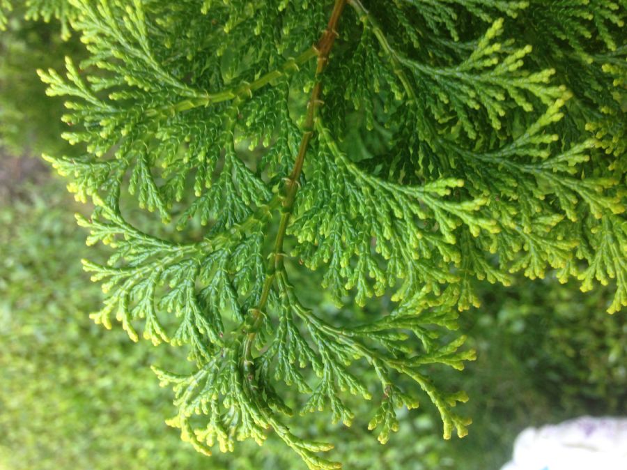 Cupressaceae Chamaecyparis obtusa