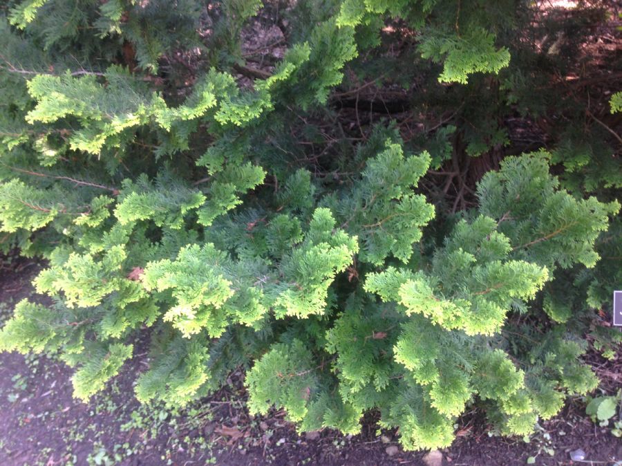Cupressaceae Chamaecyparis obtusa