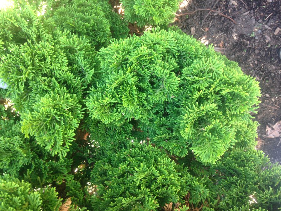 Cupressaceae Chamaecyparis obtusa