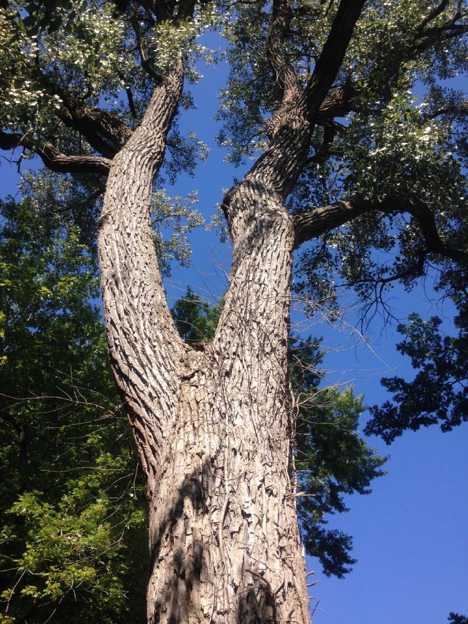 Salicaceae Populus deltoides