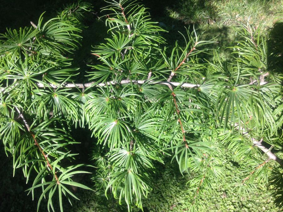 Pinaceae Pseudolarix amabilis