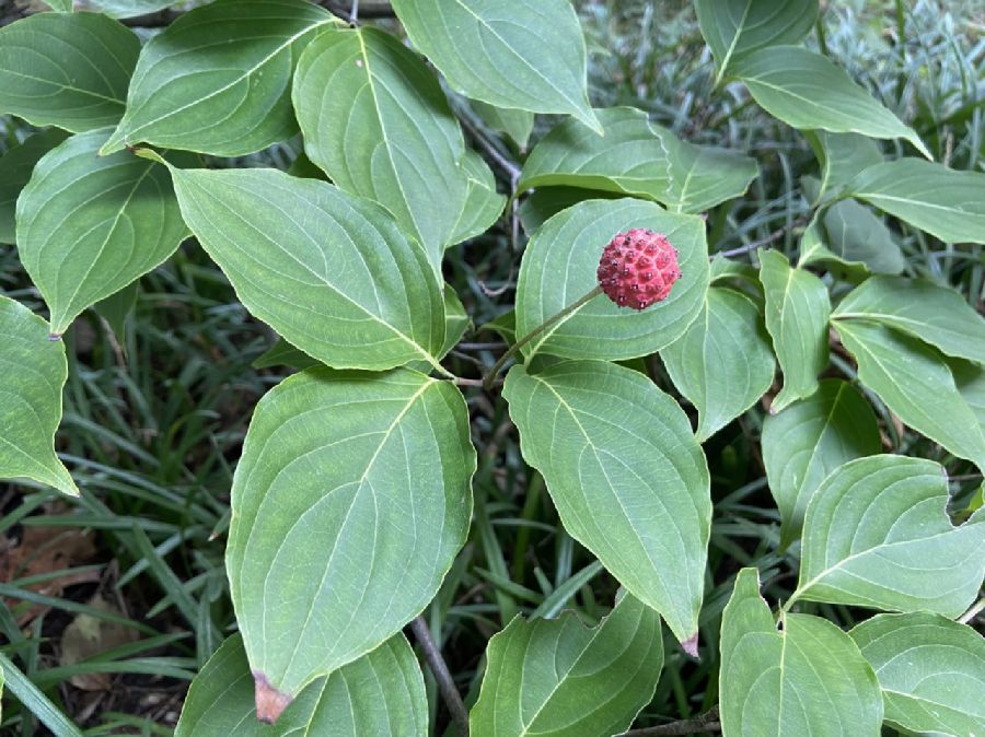 Cornaceae Cornus kousa