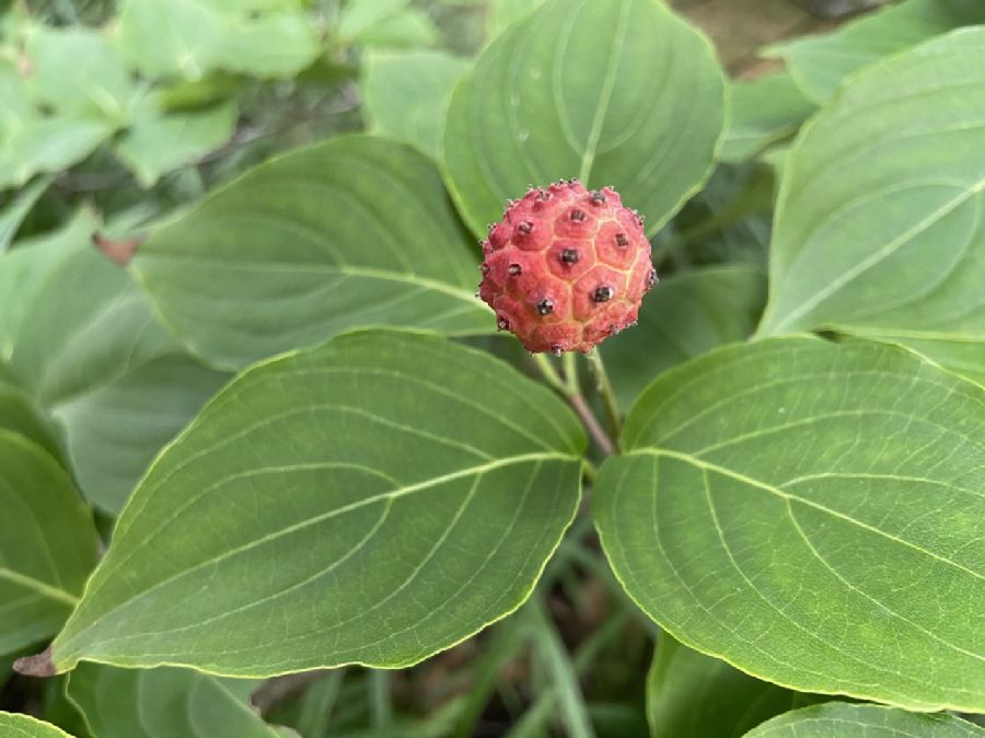 Juglandaceae Carya tomentosa