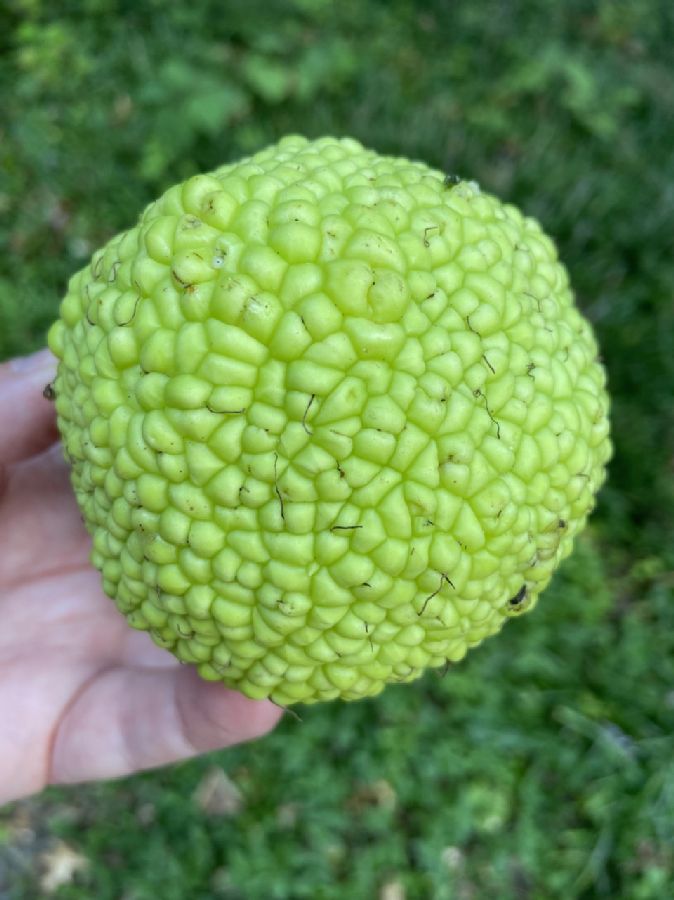Moraceae Maclura pomifera