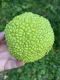 image of Maclura pomifera